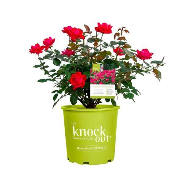 The Red Double Knock Out® Rose Live Shrubs with Vibrant Cherry Red Blooms (1 Gallon)